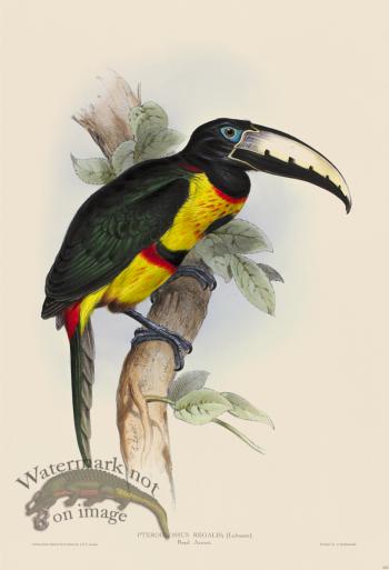 Royal Aracari
